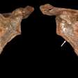 Há 75 mil anos, uma lança perfurou o peito de um neandertal: seus restos mortais indicam que eles já cuidavam de seus feridos