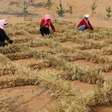 China protege ferrovia no deserto com quadrados de palha que seguram areia e ajudam a vegetação a voltar