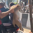 Macaco suspeito de atacar mais de 12 pessoas é capturado e agredido por moradores na Índia