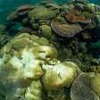 Quase todos os recifes de coral do mundo correm risco de desaparecer nos próximos 50 anos