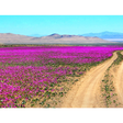 O deserto mais seco da Terra está coberto de flores silvestres neste momento