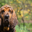Parece tristeza, mas não é: conheça raças de cachorro com expressão melancólica