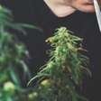 Uso combinado de cannabis e tabaco pode aumentar o risco de psicose