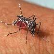 Pernambuco confirma duas novas mortes por dengue e chega a seis em 2026