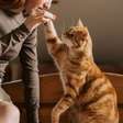 Gatos ganham espaço: felinos superam cães pela primeira vez nos lares dos EUA