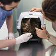 Entenda porque castrar gatas reduz o risco de câncer de mama