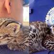 Filhote de jaguatirica ganha colo de guarda após ser resgatado em MG