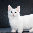 Gatos de pernas curtas: conheça 5 raças que chamam a atenção pela aparência