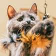 Zoomies em gatos: como transformar sustos em diversão e bem-estar
