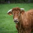 França registra a primeira morte humana pelo vírus Shamonda, que se acreditava ser exclusivo de vacas