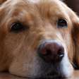 O que significa quando um cachorro lhe dá mordidinhas leves? Veja o que dizem os veterinários