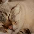 Seu pet passou pela cirurgia? Veja os cuidados específicos que gatos castrados exigem