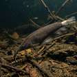 Escondido nas águas profundas do Rio Tefé, peixe elétrico revela uma nova espécie na Amazônia e atrai a atenção dos cientistas