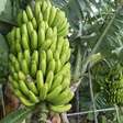 As 4 árvores frutíferas que produzem o ano todo para você cultivar no seu jardim