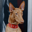 Cirneco do etna: conheça o cachorro italiano de personalidade afetuosa