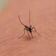 Existe algum tipo sanguíneo preferido dos mosquitos? Saiba mais