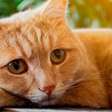 Sabia que gatos sentem o luto?