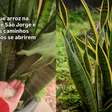 Coloque arroz na Espada de São Jorge: a simpatia simples para atrair fartura para o seu lar