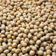 Receitas veganas: busca por pratos sem origem animal cresce 60% em 2026