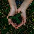 Future Climate abre a conta de restaurar 12 mil hectares