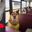 Escolas para cães e ônibus escolar viram febre no Canadá para evitar a solidão dos pets