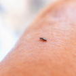 Um mosquito de apenas dois milímetros de comprimento é o responsável pelo surto do vírus Shamonda na França