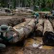Biodiversidade: ONU vê avanço histórico na restauração de ecossistemas, mas cobra aceleração dos esforços