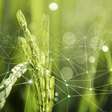 Como a nanotecnologia promete revolucionar a agricultura tropical