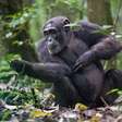 Por que humanos e chimpanzés são tão diferentes, se mais de 98% do DNA é igual? Cientistas podem ter achado o "culpado": um vírus