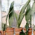 Jardinagem e bem-estar: 7 plantas que atraem boas energia e ainda protegem a sua casa!