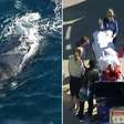 Surfista é atacado por baleia em famosa praia da Austrália