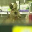 Canguru invade farmácia na Austrália e assusta clientes