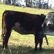 Polícia realiza resgate 'bizarro' envolvendo vaca na Austrália