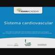 Sistema cardiovascular