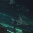 SeaWorld anuncia montanha-russa inspirada em tubarões