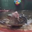 Crocodilo de 112 anos devora seu bolo de aniversário