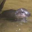 Cuti-cuti! Vídeo de filhote de hipopótamo faz sucesso na web