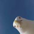 Com direito a 'selfie': gaivota rouba câmera e faz bela filmagem