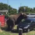 Após ser agredido em circo, elefante quase tomba carro