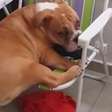 'Exercício forçado': cadela faz de tudo para subir em cadeira