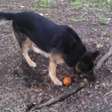 Mais do que um graveto: cão tenta pegar raiz de árvore