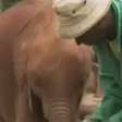 ONG cria 'maternidade' para elefantes órfãos no Quênia