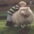 Menino tenta montar em ovelha e leva a pior