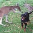 Homem mostra amizade entre seu cão e um canguru