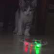 Gato versus minidrone: quem vence esta batalha?