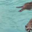 Vida boa: guaxinins tomam conta da piscina