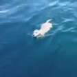 Filhote de labrador é resgatado nadando no meio do mar
