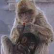 Gibraltar abriga os últimos macacos selvagens da Europa