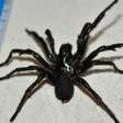 Equipe extrai veneno da aranha mais venenosa da Austrália