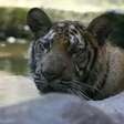 Templo dos Tigres da Tailândia pode ser transformado em zoo